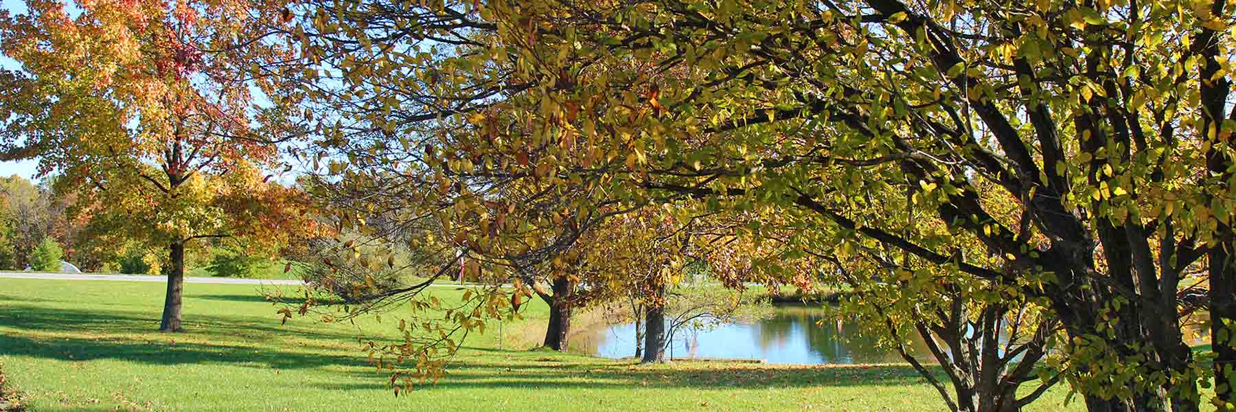 A cluster of trees with fall leaves around a pond on IU Southeast's campus