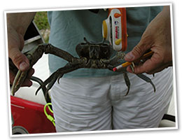 Crab found on Field Biology trip.