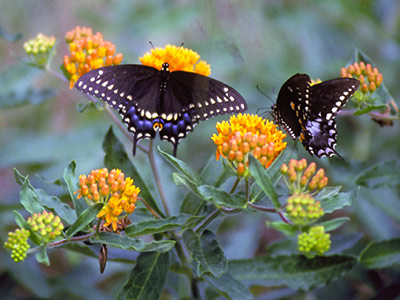 Swallowtail butterflies feed on the nectar of Butterfly Weed, Asclepias.