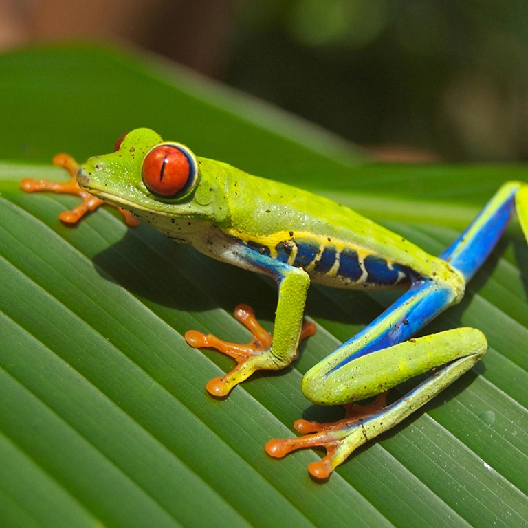 Green and blue frog with red eyes sitting on a leaf