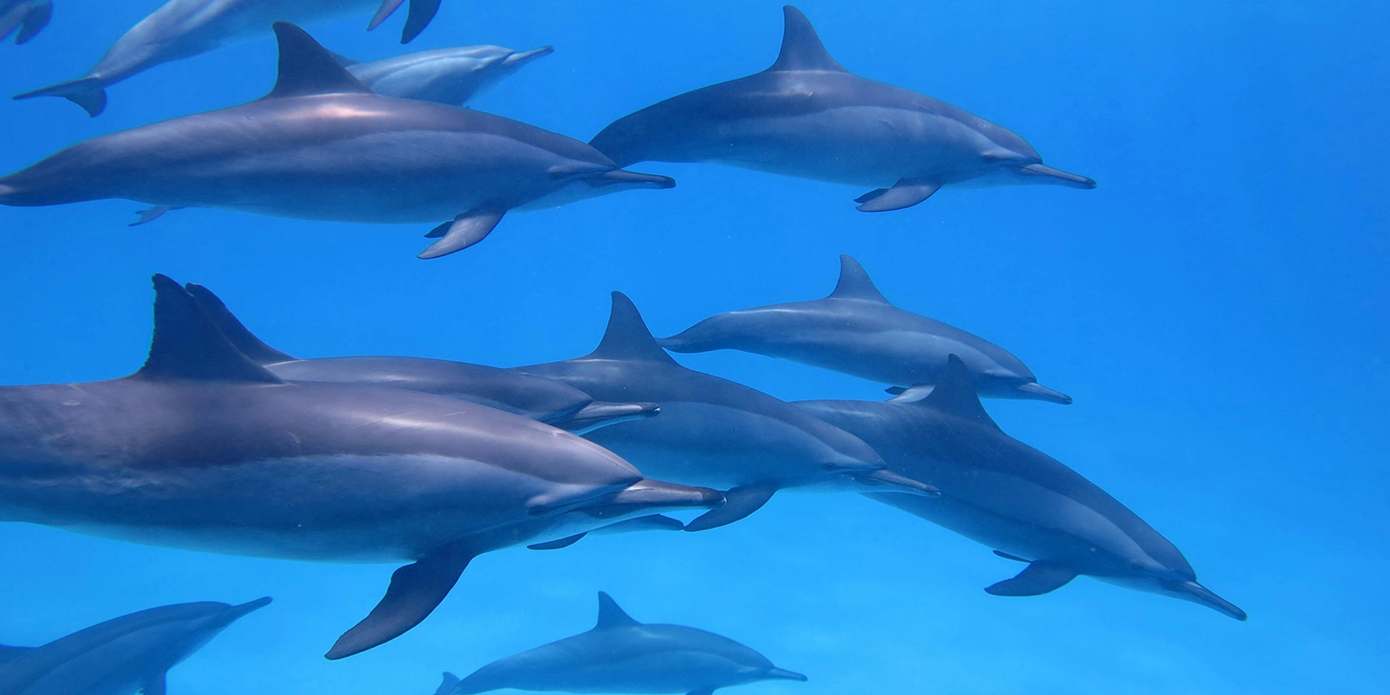 A pod of dolphins swimming in the ocean