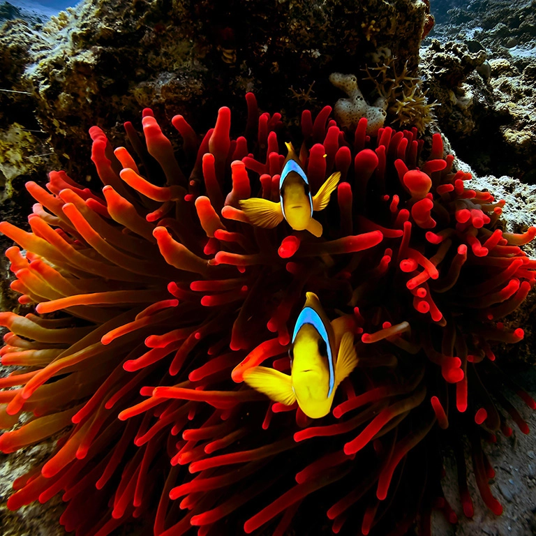 Two yellow and black striped fish swim beside plant life attached to coral. 